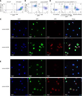 Frontiers | A Novel Blockade CD47 Antibody With Therapeutic Potential ...